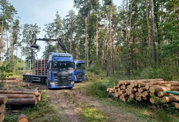 Drewno z lasów Nadleśnictwa Dębica: od pozyskania do wywozu