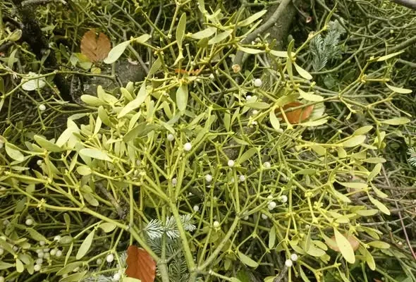 Jemioła – półpasożyt, który zabija drzewa. Problem w leśnictwie Brzostek