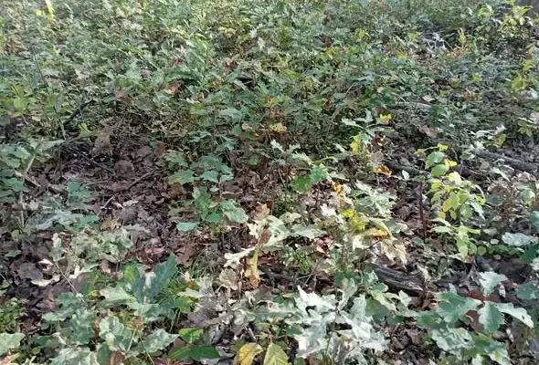 Leśnicy z Dębicy kontrolują naturalne odnowienia dębu w Jaworniku